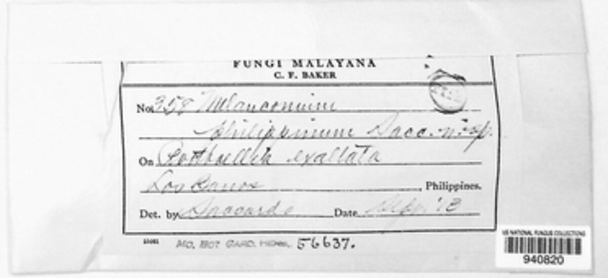 Melanconium philippinum image